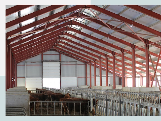 Строительство коровников в Карасуке