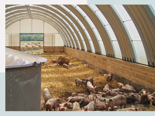 Строительство свинарников в Карасуке