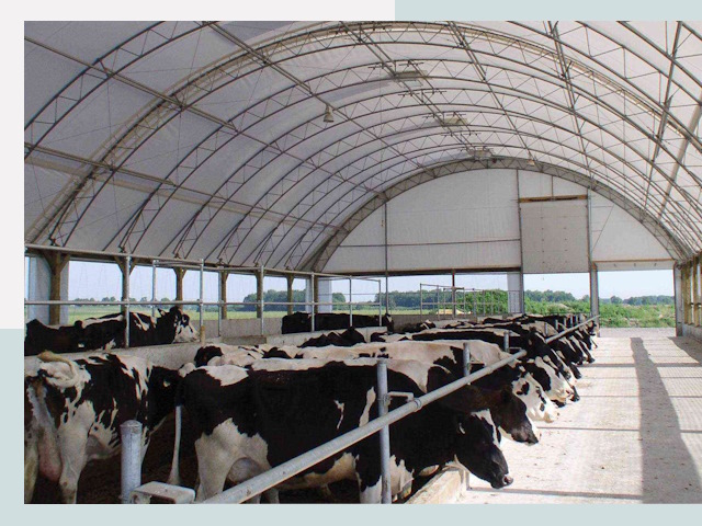 Тентовые коровники в Карасуке